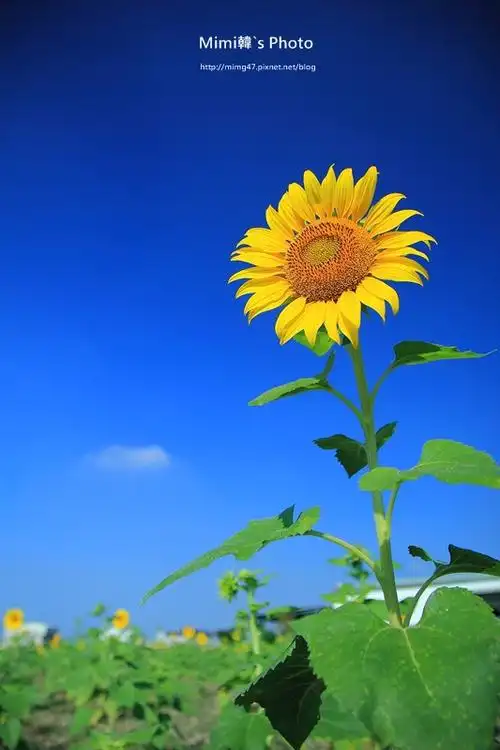 蓝天白云下的向日葵,是不是特别有精神呢!