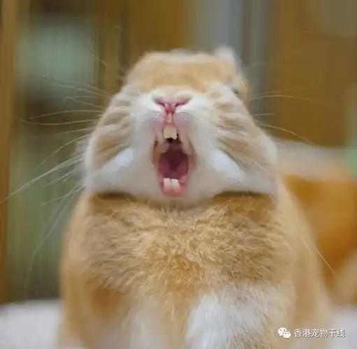 兔兔的牙齿问题,不能不重视!_兔子