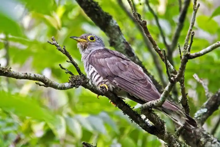四声杜鹃 (动物)
