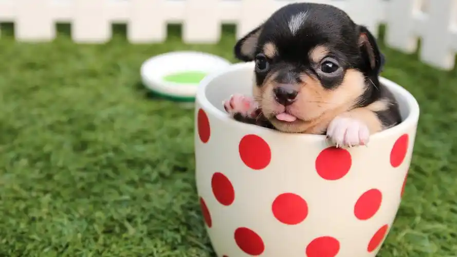 可爱萌宠汪星人