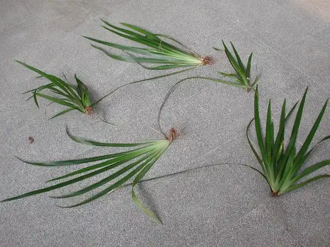 101巴西鸢尾 | 相簿分类 | 黑胡桃网路阁