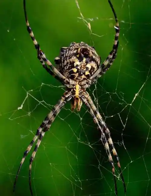 白色的墙壁的黄色条纹蜘蛛