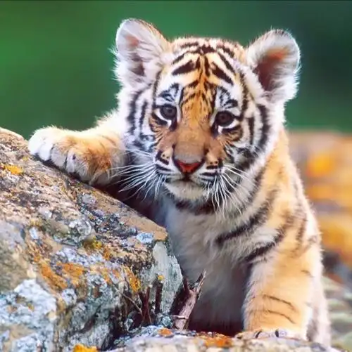 有没有憨憨的老虎头像