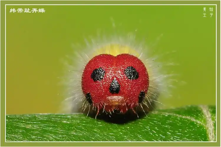 蝴蝶幼虫头部(二)