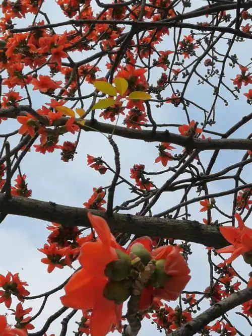 【心印自然,怡韵悦文·植物篇】花中英豪～木棉花