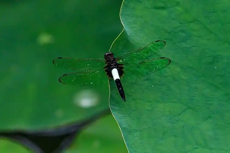 荷叶上的蜻蜓