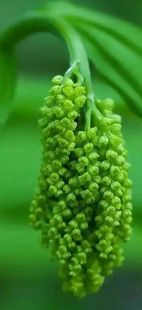 精品「绿色护眼」全屏高清无水印壁纸