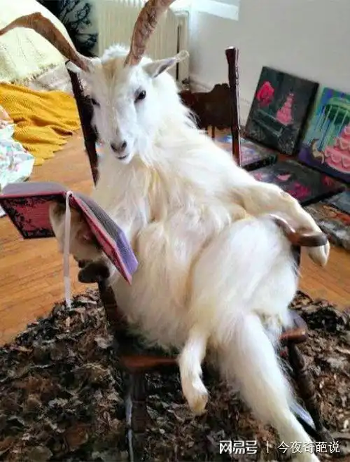 2.   据说这是一只非常有理想的山羊,立志要成为一位文学大师!