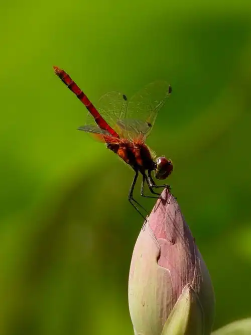 其它 荷中的小蜻蜓 写美篇雨过天晴,涨满水的池塘上轻拢着一层淡淡的