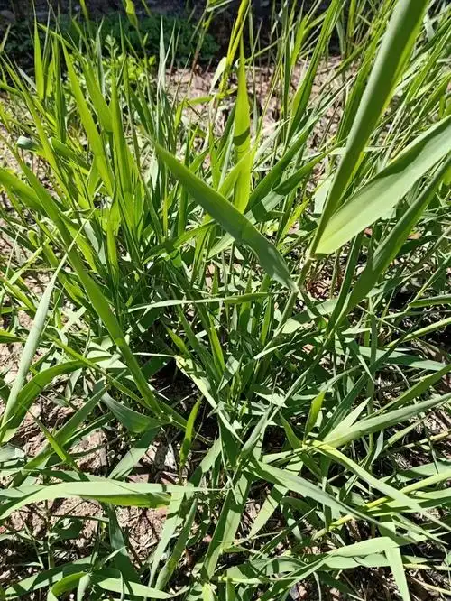 芦根的药食同源点滴_河北省邯郸市馆陶县王桥乡和尚寨村-村网通