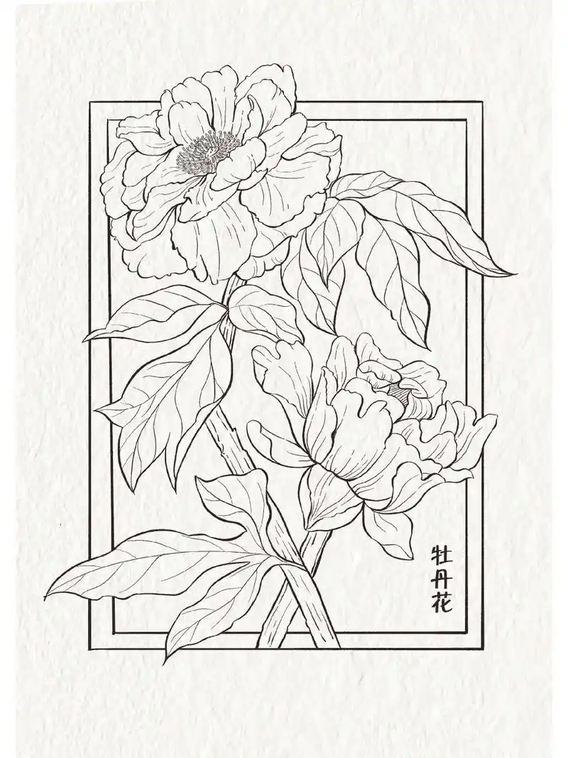 【29/100】牡丹花线稿 软件:procreate 笔刷:好油墨 临摹:森林木偶