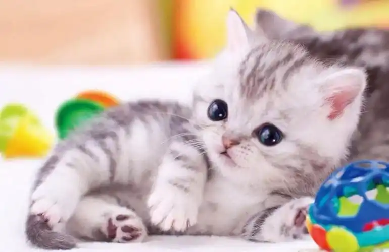 对萌萌哒的小奶猫毫无抵抗力,速度来吸!