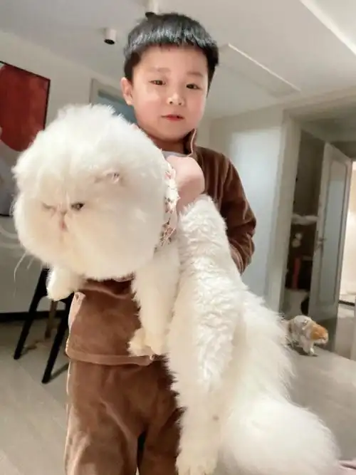 我家宠物好可爱#波斯猫#异国长毛猫#加菲猫#小猫咪大脸萌