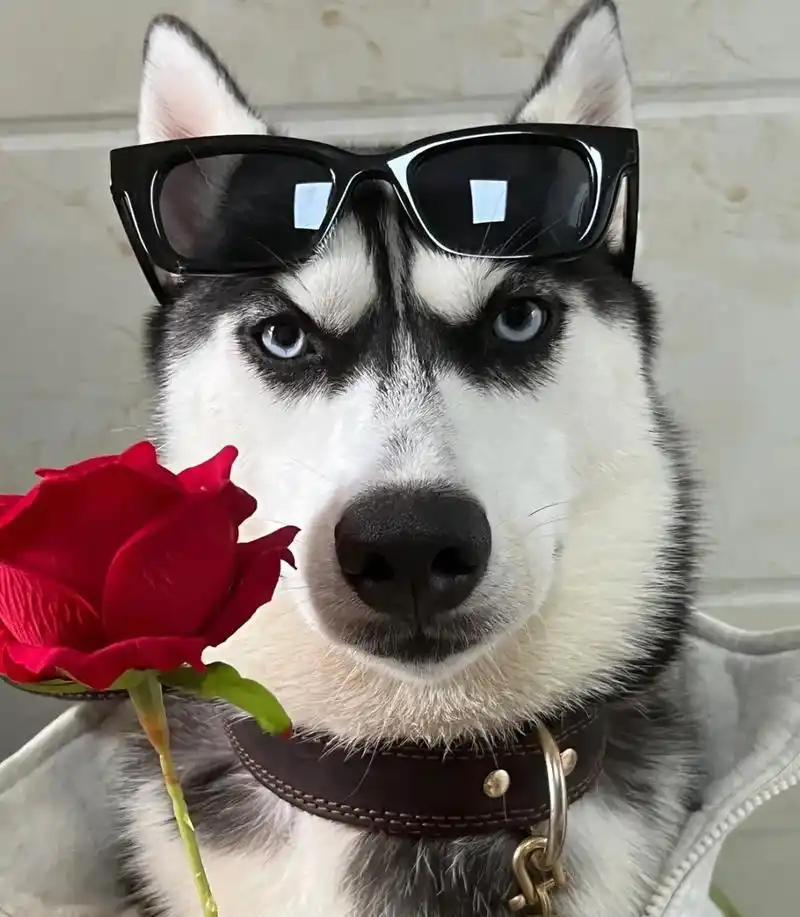 狗狗 #狗狗头像 #搞怪头像 #优质 - 抖音