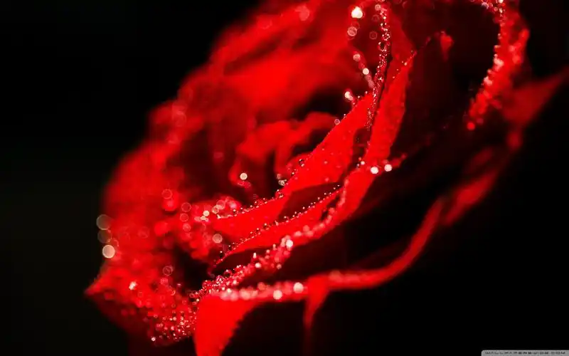 简约清新花卉唯美高清壁纸