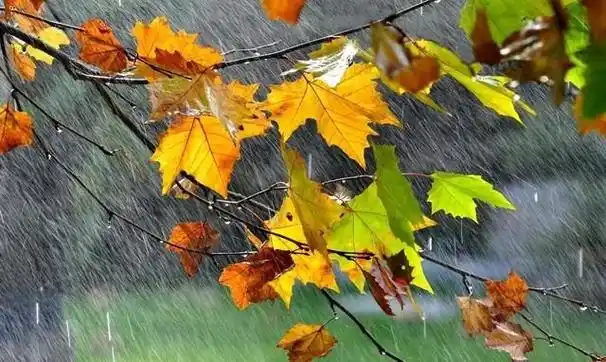 黑龙江天气秋雨交加黑龙江省多地迎来大雨9级北风肆虐