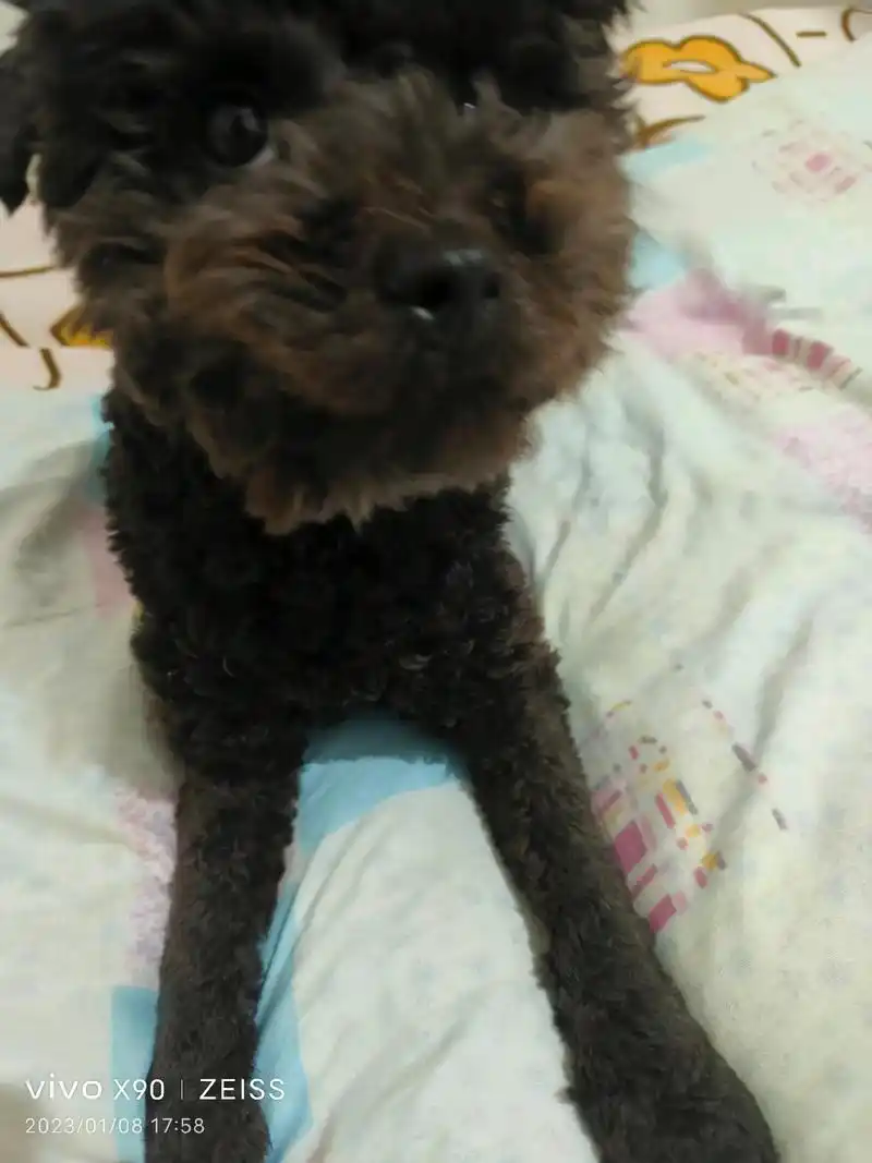 本人1月28日早上八点在开封市 花市街丢失一只黑色的贵宾犬  - 抖音