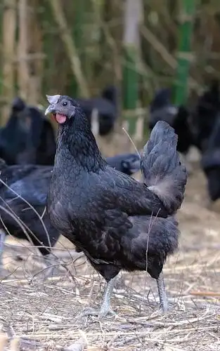 五黑鸡 外型具有黑冠, 黑羽,黑皮,黑肉,黑骨的特性