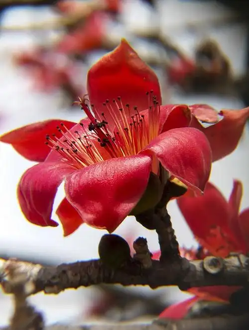 用手机拍摄的木棉花