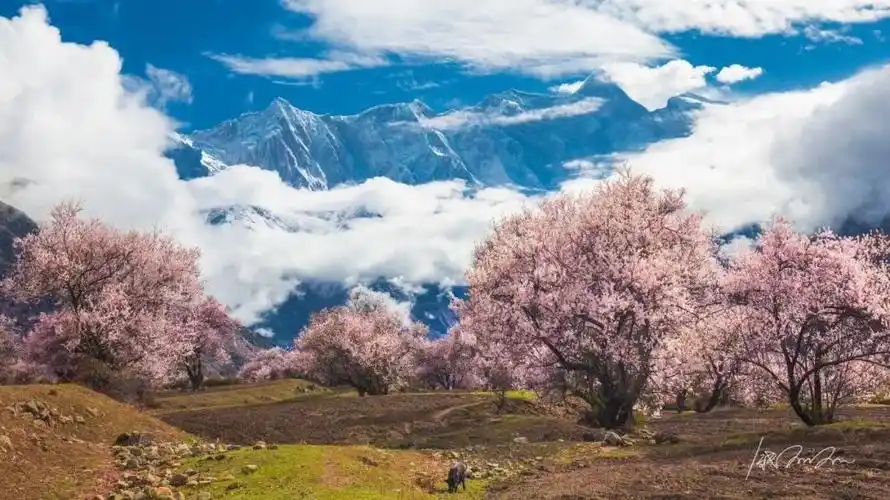 循着这条"醉"美赏花路线,来雪域桃源打卡您2021年的第一场旅行吧!