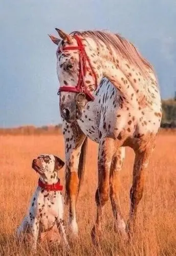 具有相似毛发的狗和马看起来像是一家子