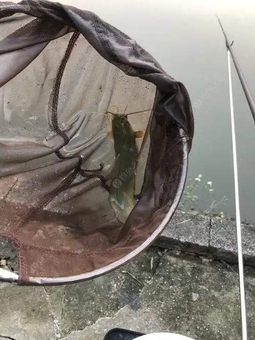 差不多到封竿季节了,最后一场来点秋鱼吧