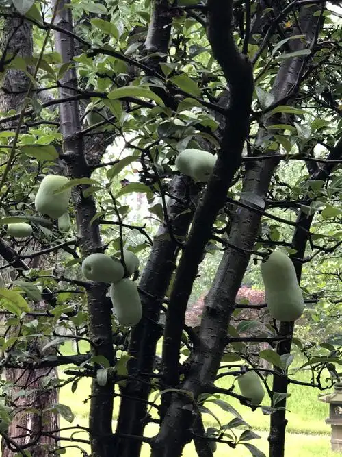 铁角海棠花果实.