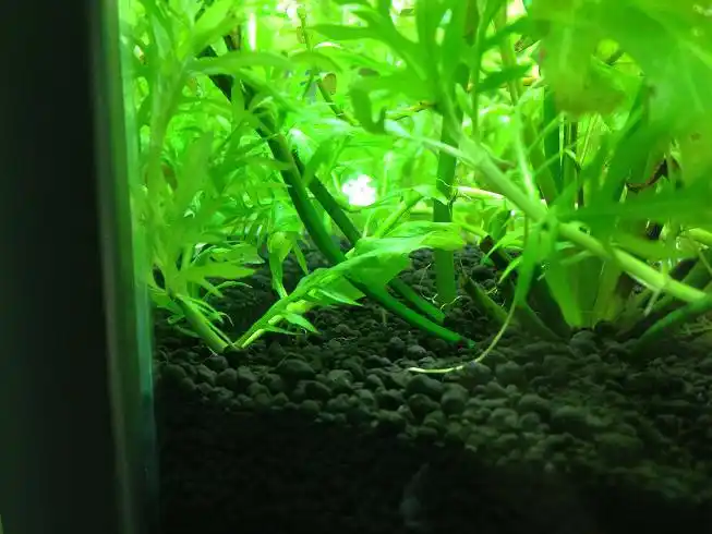 十字牛顿 007.jpg