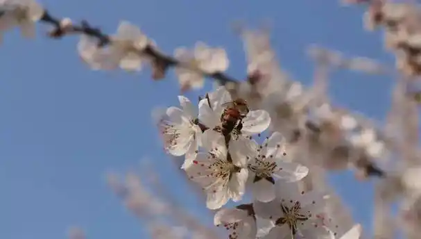 图:长安大学官微春风十里与你在西安的校园里返回搜狐,查看更多