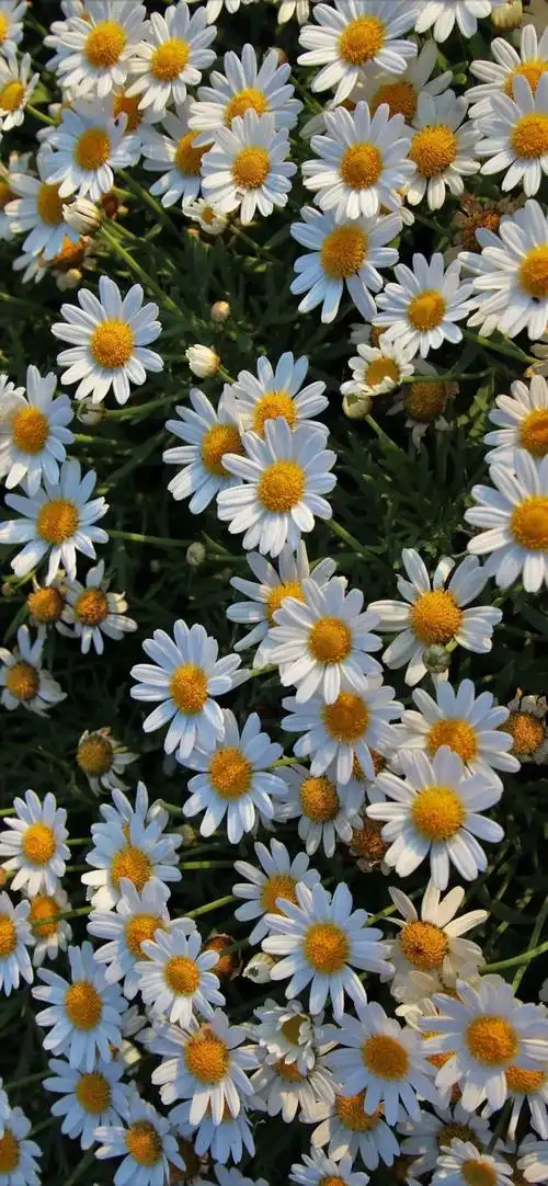 超清新小雏菊壁纸来啦