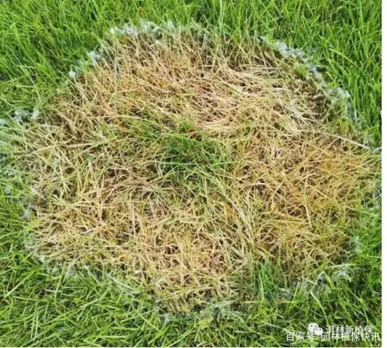 草坪夏季病害之褐斑病专题篇!