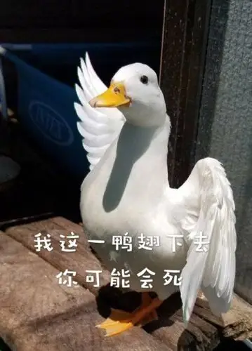 为表决心我改名了望周知