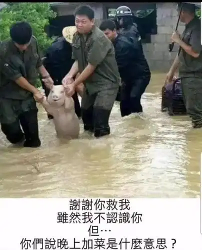 承包了山竹台风期间所有的笑点的不止那只鹰,还有这只老鼠?