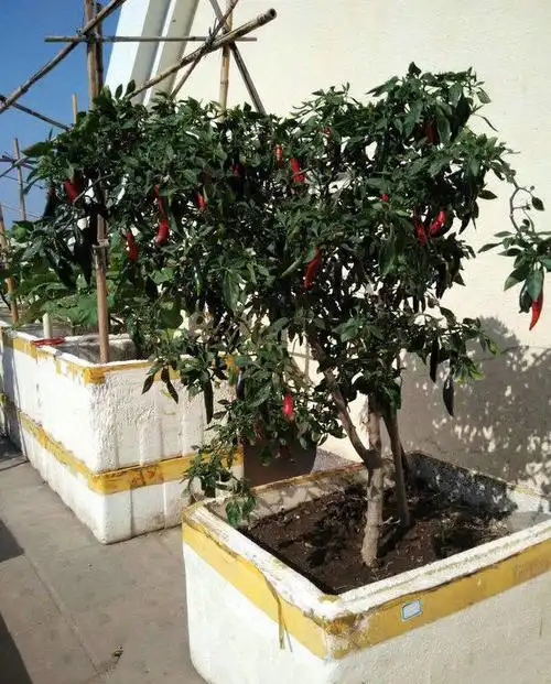 把辣椒种成一棵辣椒树,方法省事又省地方,种一次采摘多年