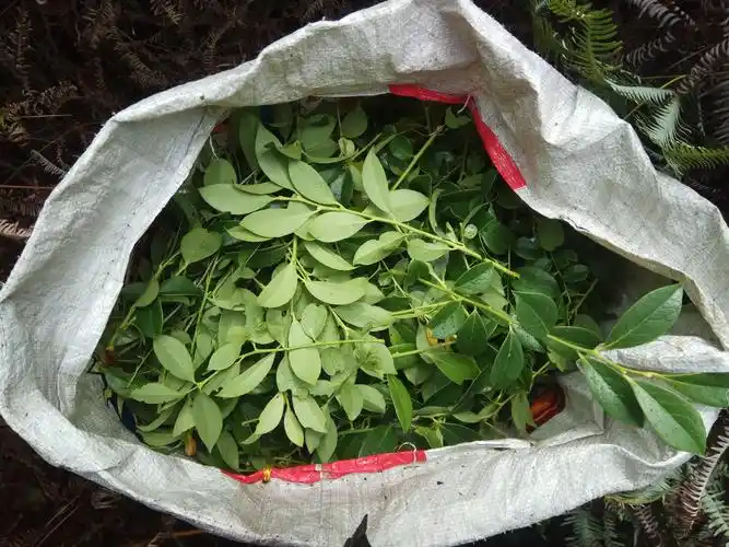 江西深山采野生新鲜乌饭叶南烛乌树叶乌桕叶黑饭草乌米饭一份500g