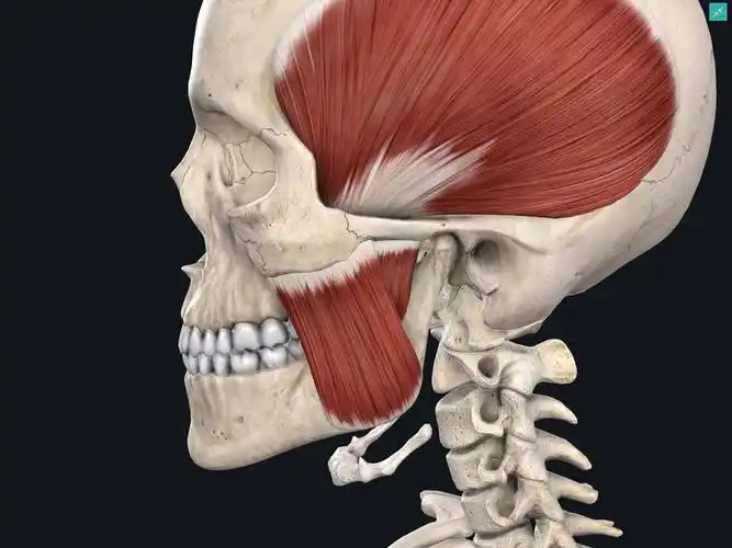 体态与面部关系—脸部健康问题大汇总_肌肉