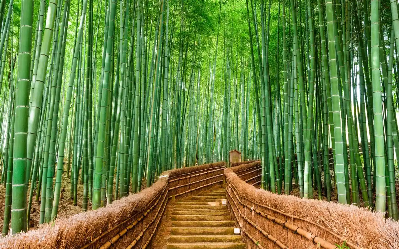 清新竹林图,怎么看都觉得舒服,拿来做壁纸可以说是护眼神器了