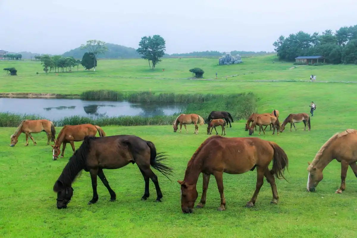 武汉木兰草原位于黄陂区聂家岗,距武汉城区36公里,目前华中地区唯一的