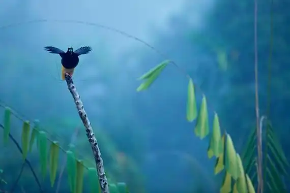 一只十二线风鸟在新几内亚的一处沼泽发出求偶的鸣叫声.