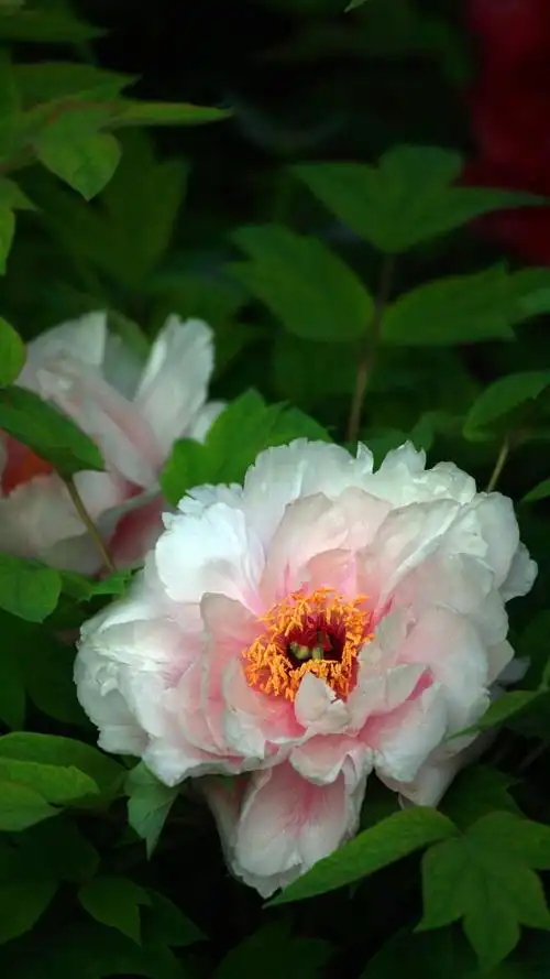 国花牡丹,高清图片,手机锁屏桌面-壁纸族