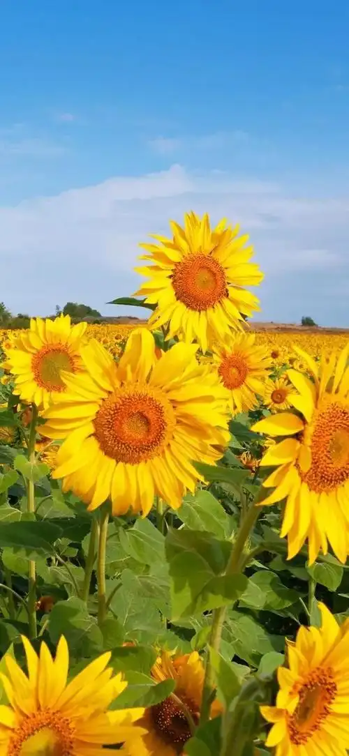 向阳而生,唯美的向日葵壁纸,全屏高清无水印_网易订阅