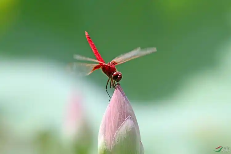 荷塘红蜻蜓