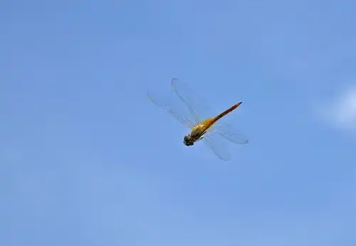 阳光下,蜻蜓飞过来!