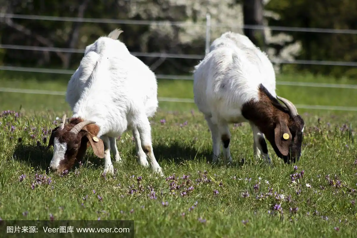 两只山羊,棕色和白色,在春天的草地上吃草.
