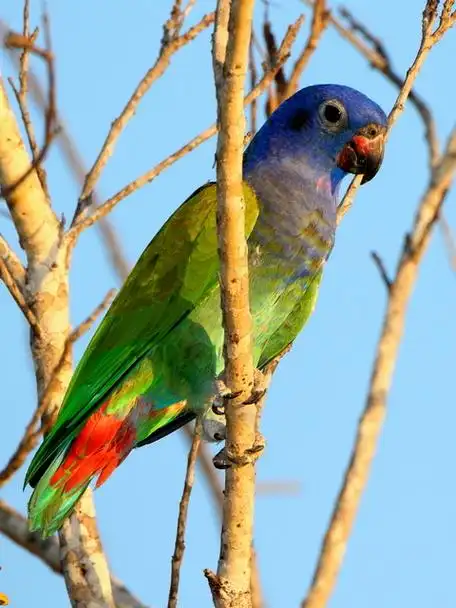 p>蓝头鹦哥(学名: i>pionus menstruus /i>)是 a href="#">鹦鹉科 /a