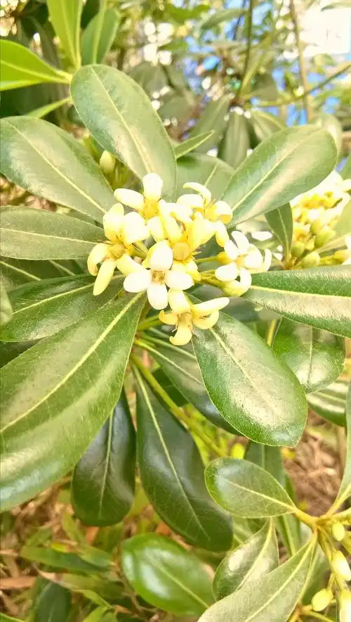 坐标苏州,阳光下的七里香,美呆了