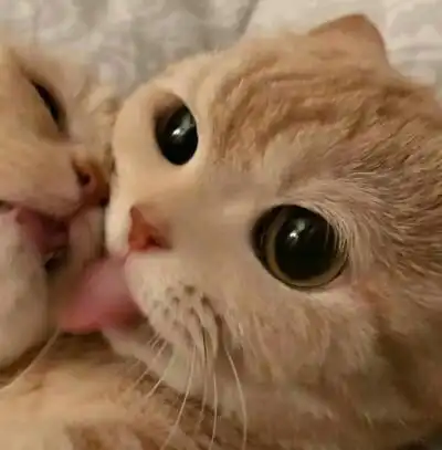 猫咪情头 可可爱爱