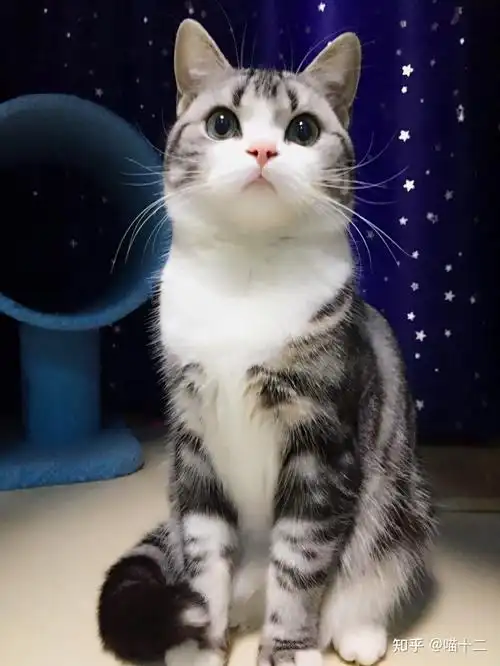 美短猫常见的5种毛色你知道是那几种吗