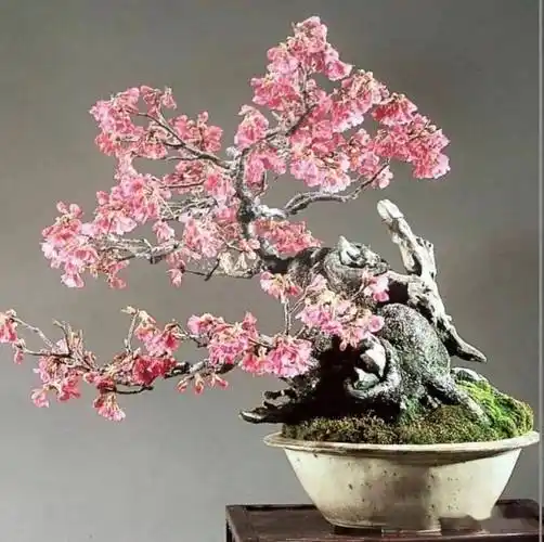 极品梅花盆景200款,绝对值得一看!