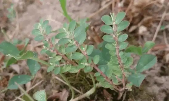 农村这种趴在地上杂草, 一掐就出"奶", 是女性的"救命草"!